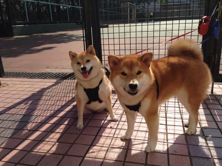 被遗忘的雄狮,雷诺车队逆转阿斯顿·马丁,诺里斯扛起全队抗压孤勇
