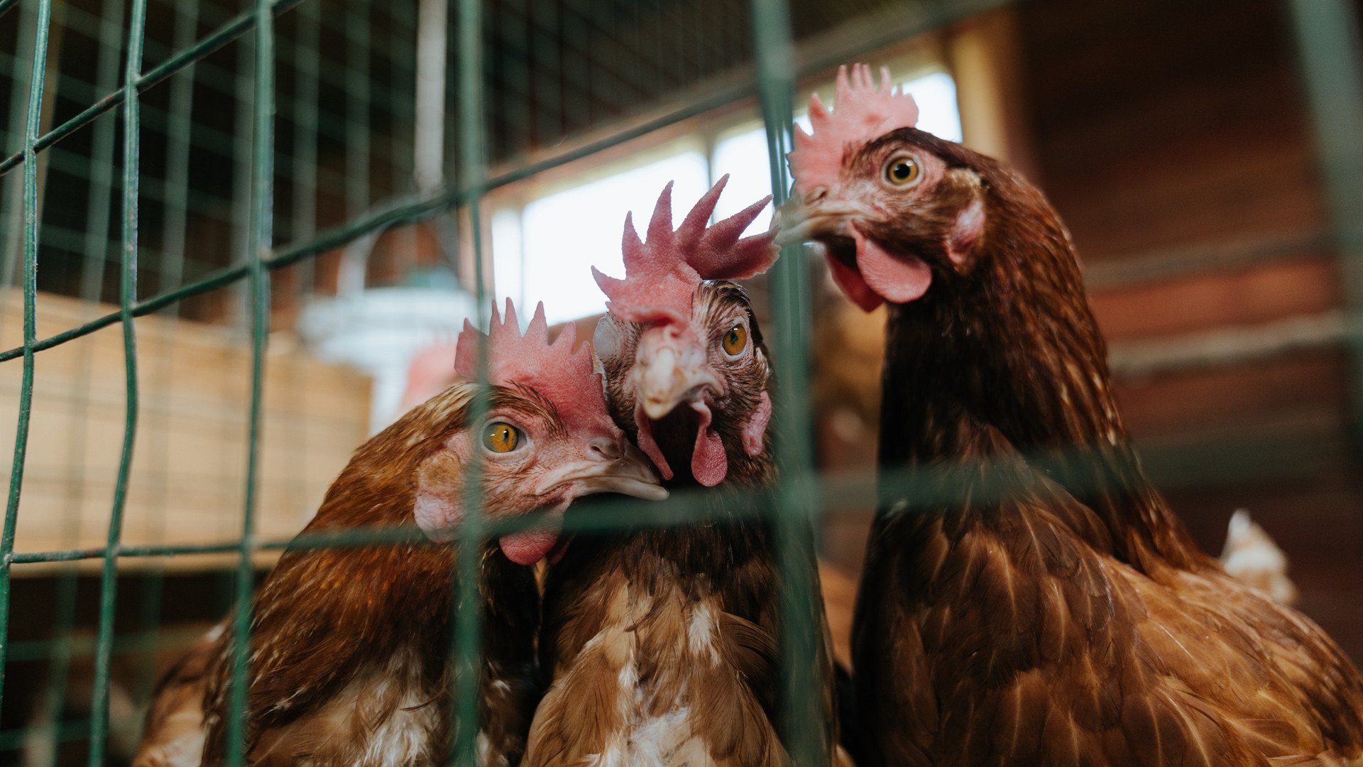 当紫金狂潮席卷天山,湖人中国行横扫新疆,西亚卡姆上演跨国征服