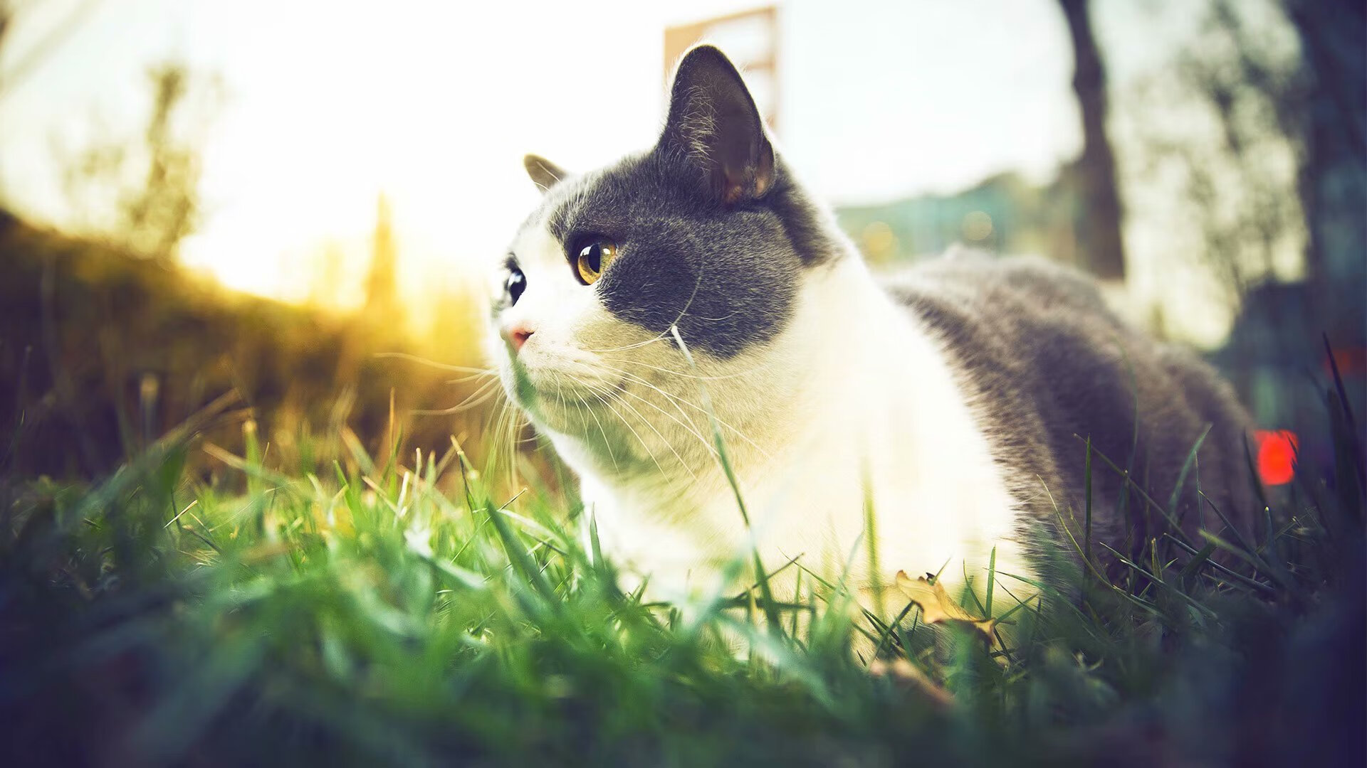 狂飙30+20，沙漠浓眉统治禁区！太阳132-89血洗深圳，亚洲篮球差距触目惊心