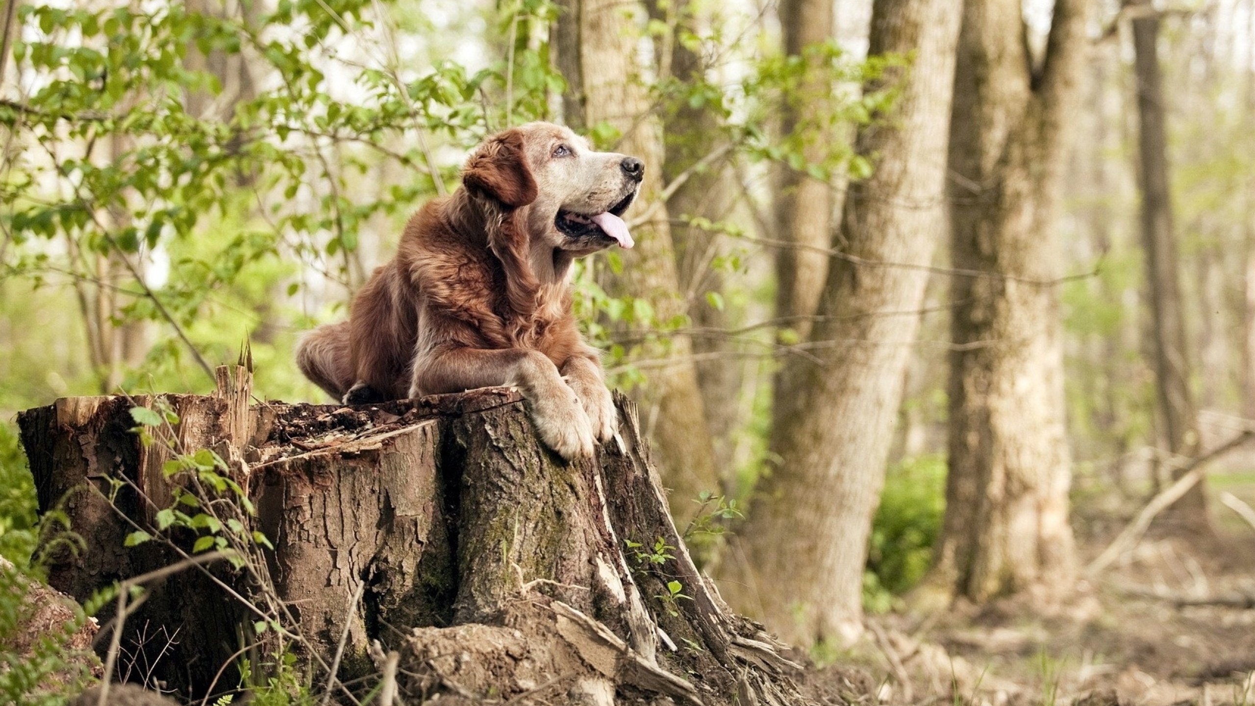 擎天巨柱,梁靖崑绝境中的扛鼎之战,韩国队如何翻盘法国队?