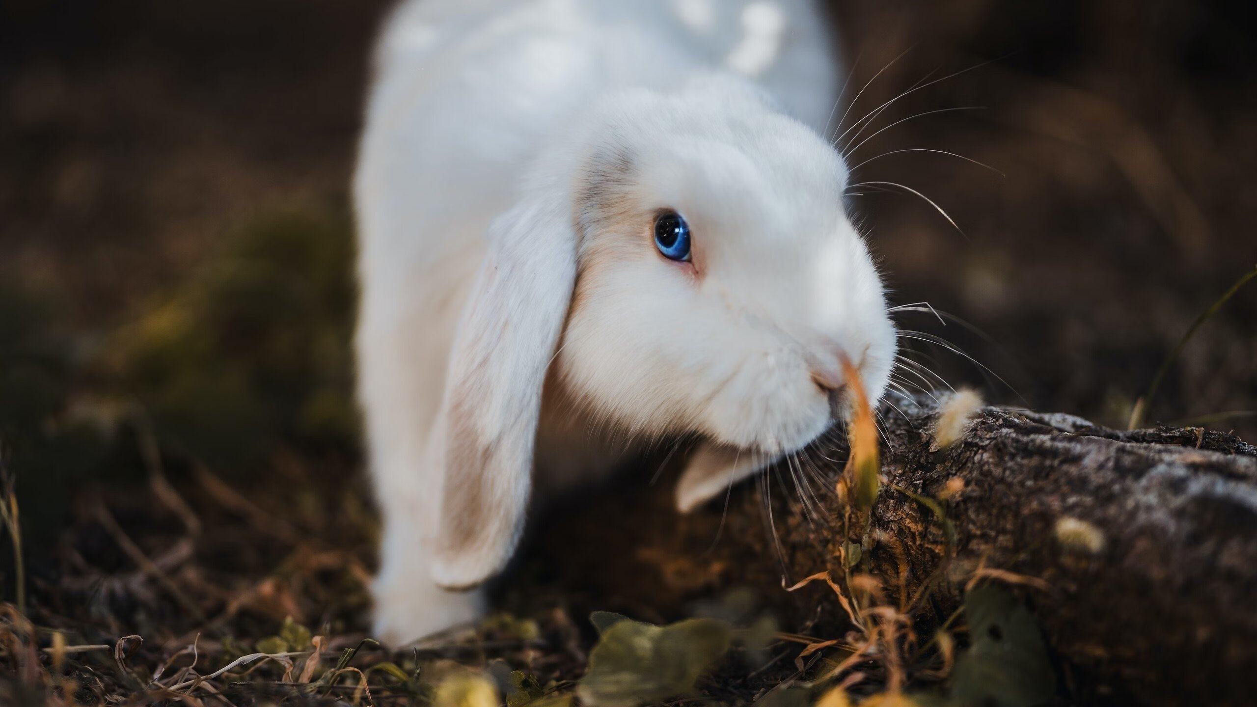 寒夜撕裂者，当西北冻土被多伦多的火焰点燃