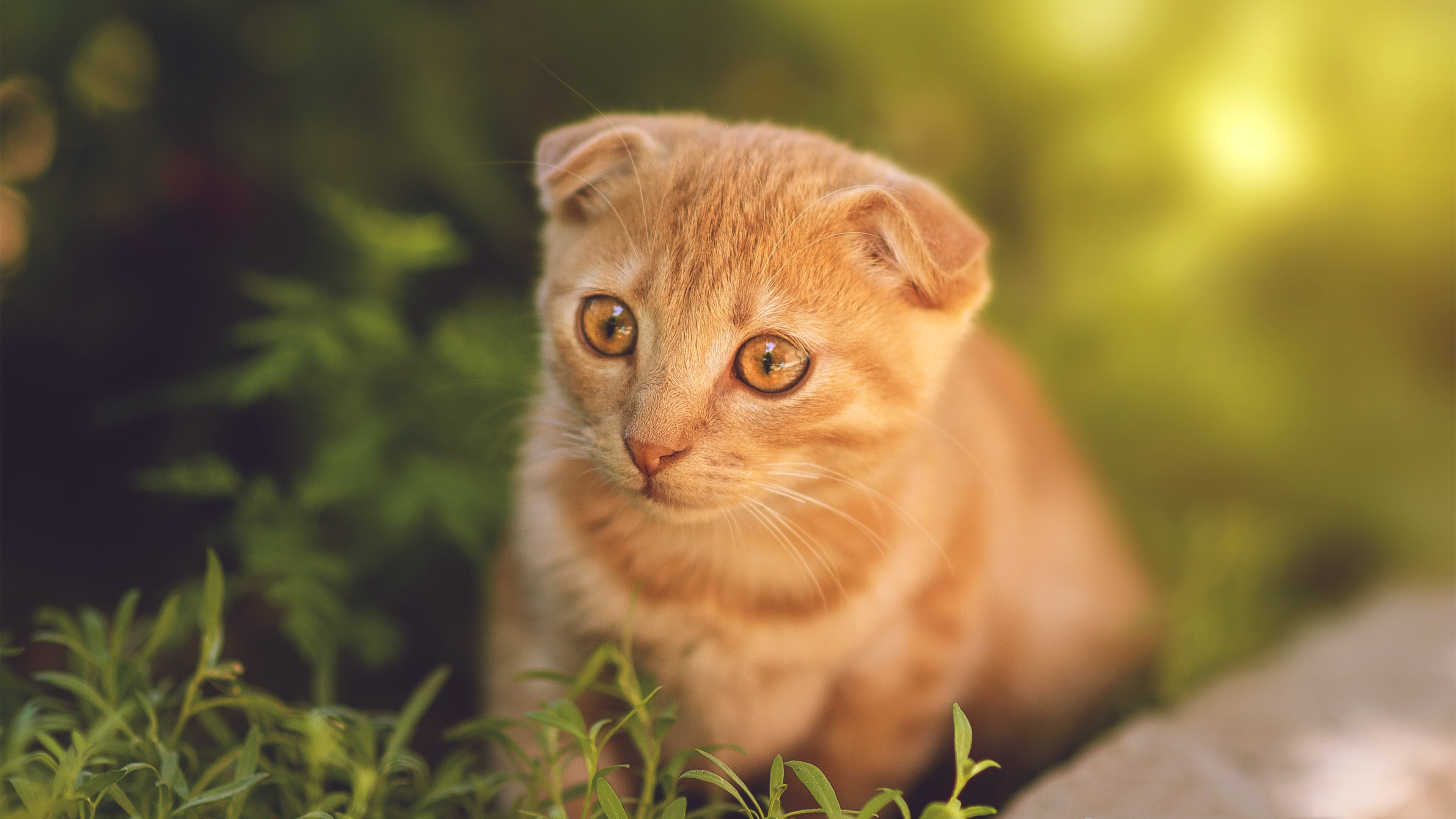 洲际壁垒，当萨拉赫的坚毅照进尤文的体系，哥斯达黎加的野性在何处安放？