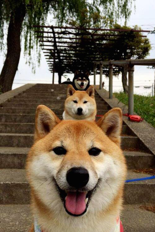 冰封北境与灼热指尖，当多伦多的铁血交响，熄灭明尼苏达的燎原之火