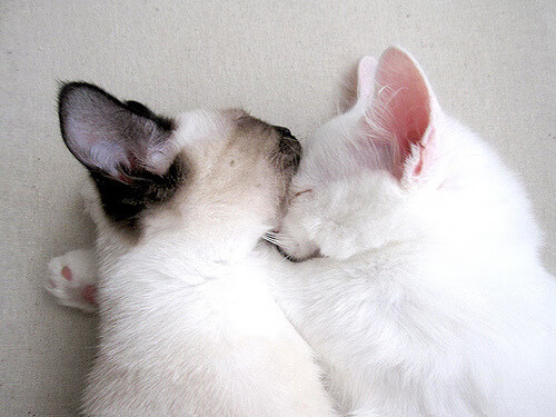 平行时空的德甲争冠战，当辽宁队斩落火箭的夜晚