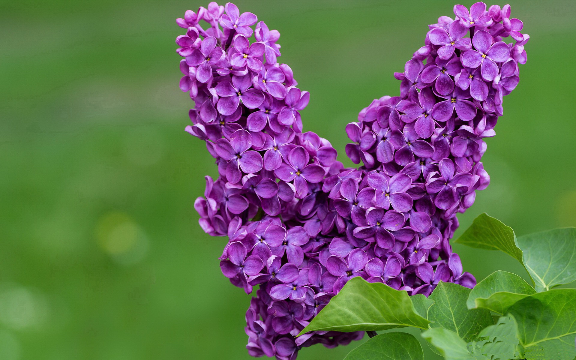 北非之焰与爱琴海坚盾，戈麦斯如何点燃一场不可复制的交锋