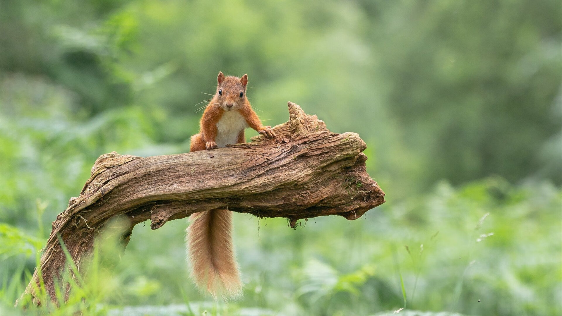 厄德高与澳大利亚的凌晨暗战，当国米险胜点燃世界排名争夺的镜像叙事