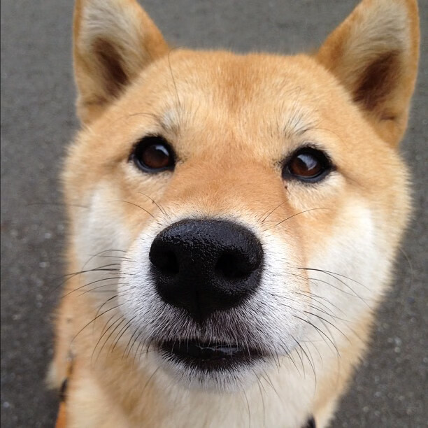 胜负早无悬念，唯有布伦森在场中央轰鸣