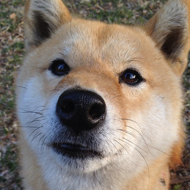 平凡人终将屠龙，一场无关胜负，只关于雷恩门将拉亚的加冕仪式