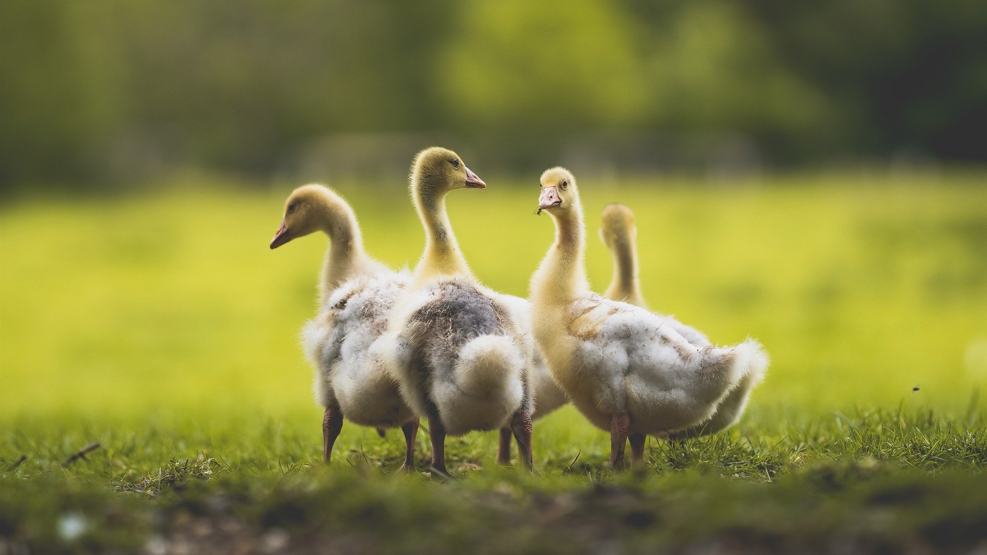 窒息式一波流，曼城如何用白色幽灵罗德里带走沙特豪门？