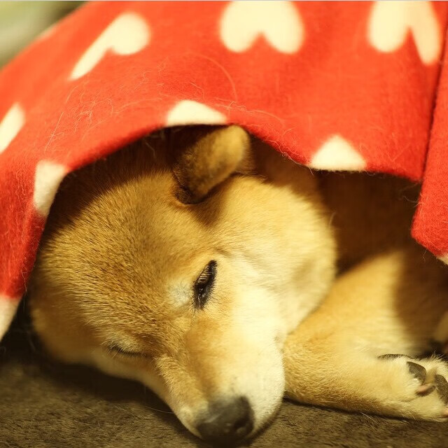 赛前他预言悬念终结在卡塔尔航空的机翼下，七小时后拜仁用冠军为他的爆发写下了注脚