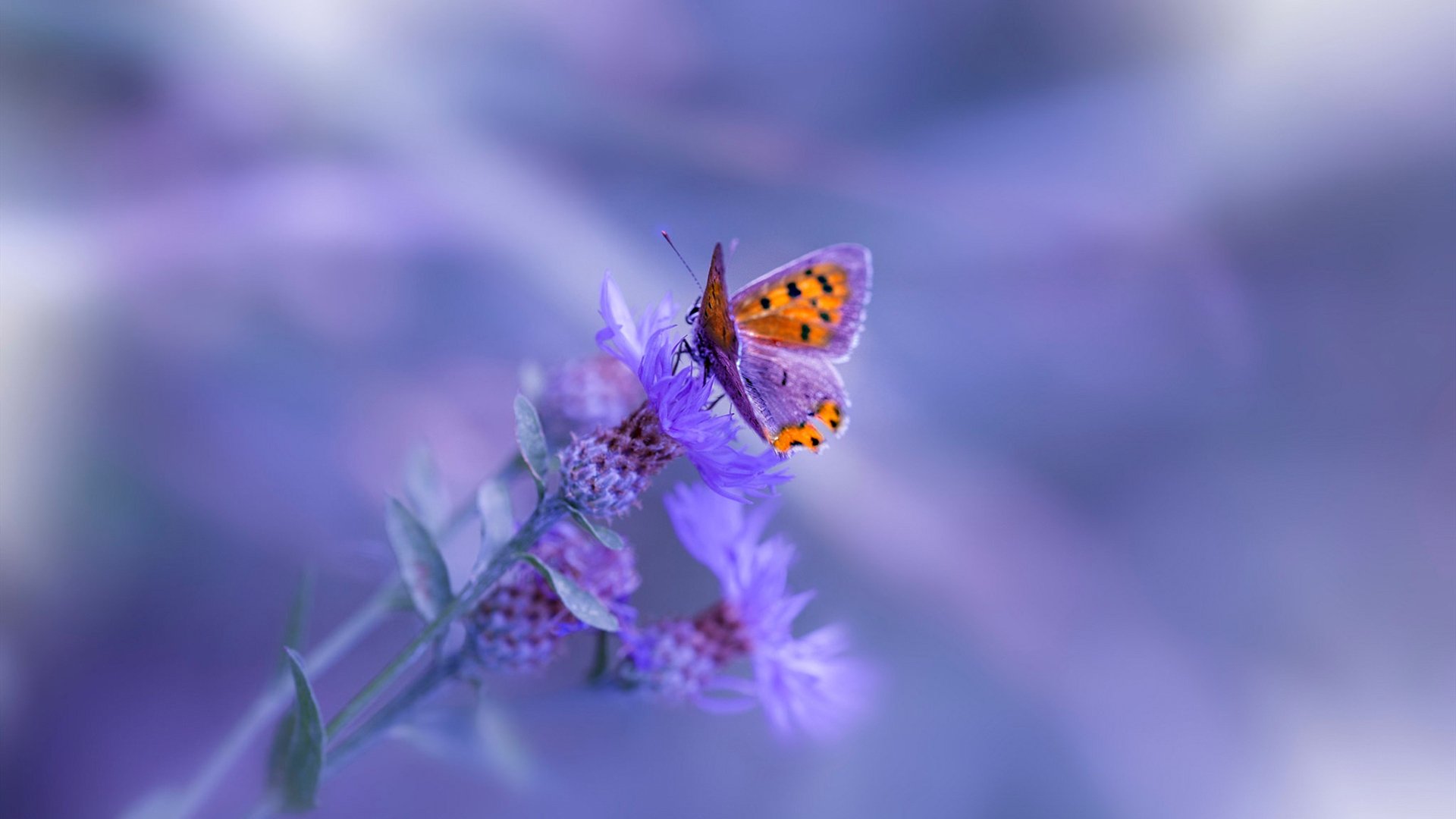 裂痕中的晨光，当旧日王权崩塌，新神于废墟上即位