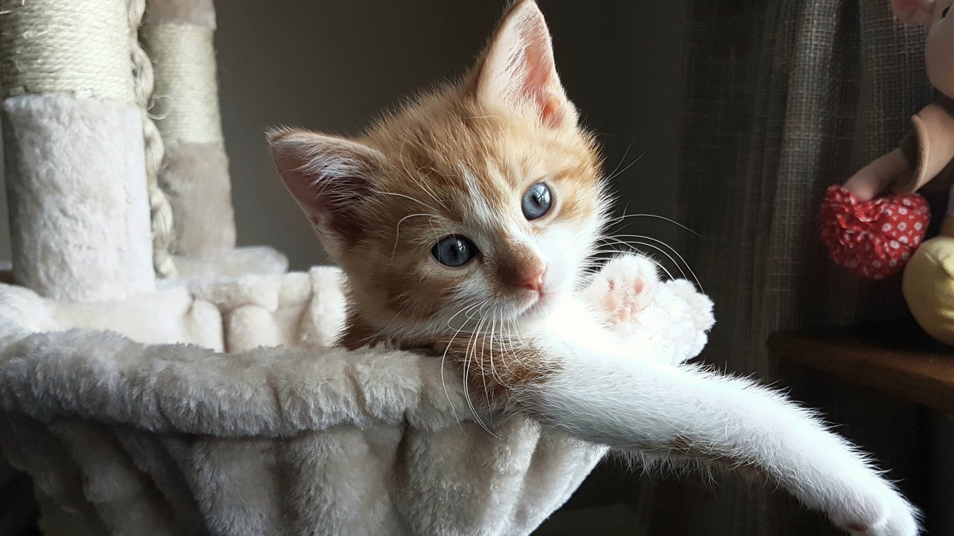 加勒比海风 vs 奥林匹斯山，基耶萨的一脚定乾坤